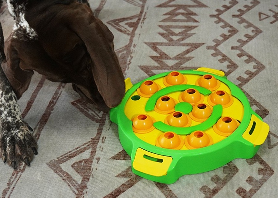 A happy dog after solving a puzzle.