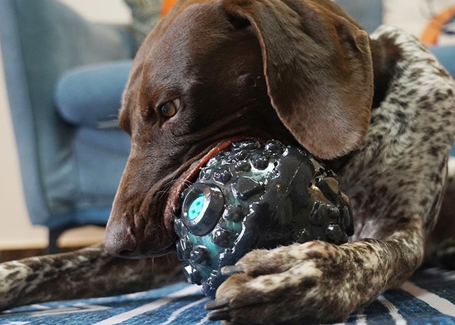A blind dog playing with a textured, noisy ball.