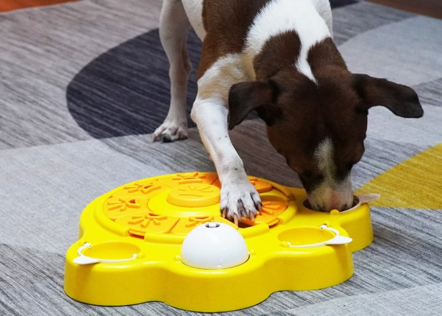 A dog playing with a colorful puzzle toy.