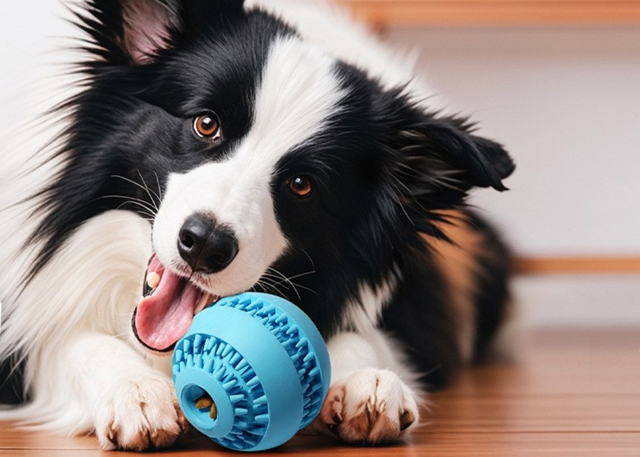 A dog solving a treat-dispensing puzzle ball toy