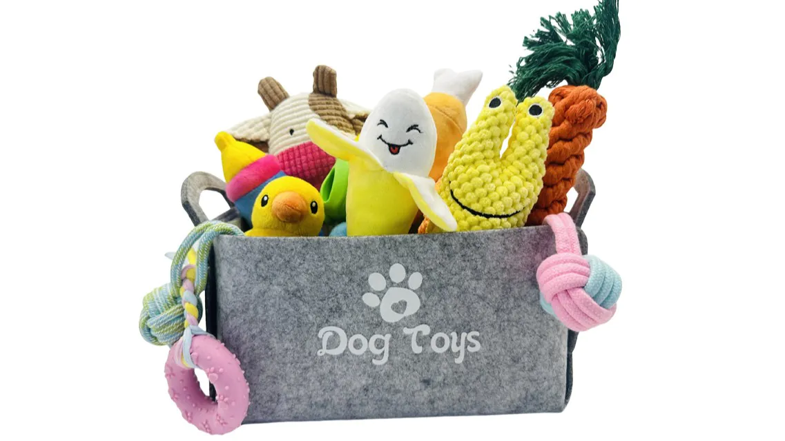 Dog playing with toys