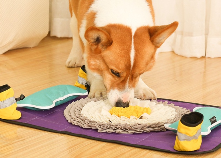 A blind dog sniffing out a treat-dispensing toy on a rug.