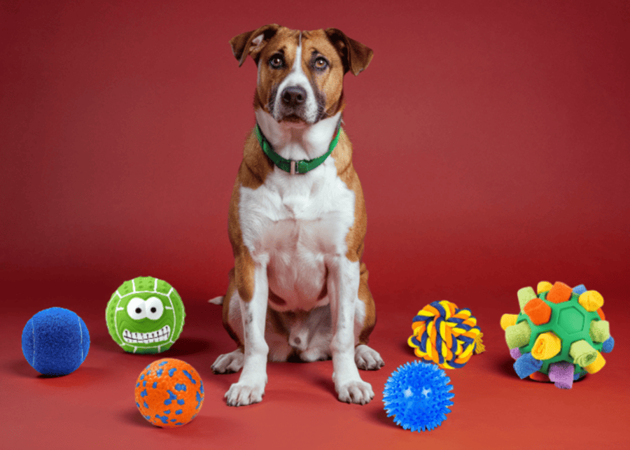 What Are the Best Dog Ball Toys for Different Breeds and Sizes?