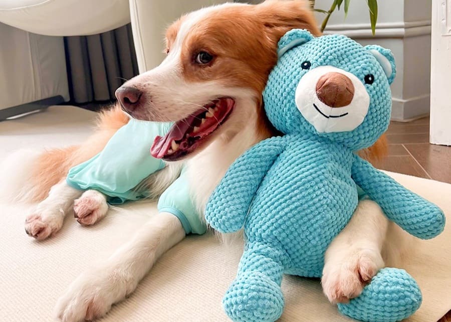 What Are the Top 10 Questions to Ask a Dog Toy Manufacturer Before Placing Orders?