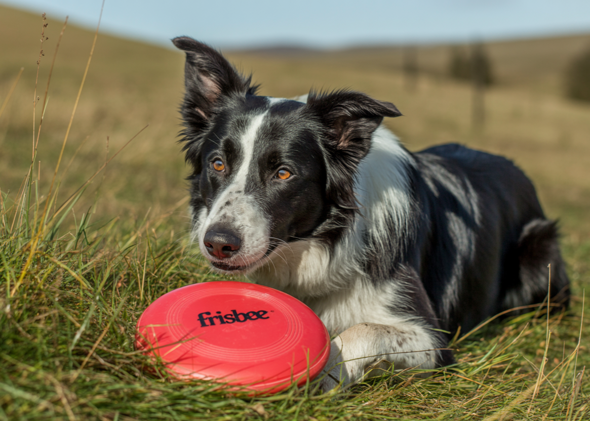 A Border Collie looking intently at a fetch toy in a grassy field