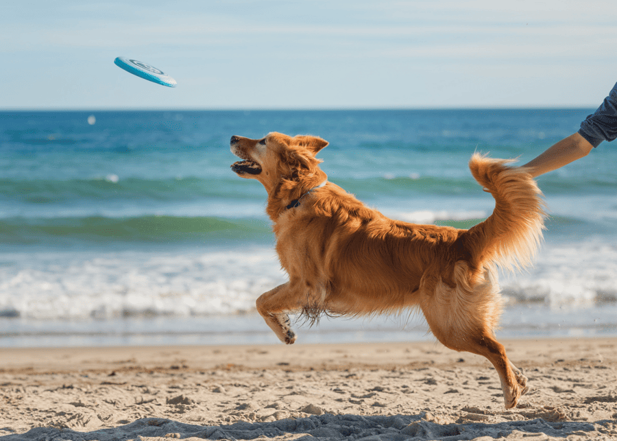 What Are the Best Outdoor Dog Toys for Active Dogs in 2025?