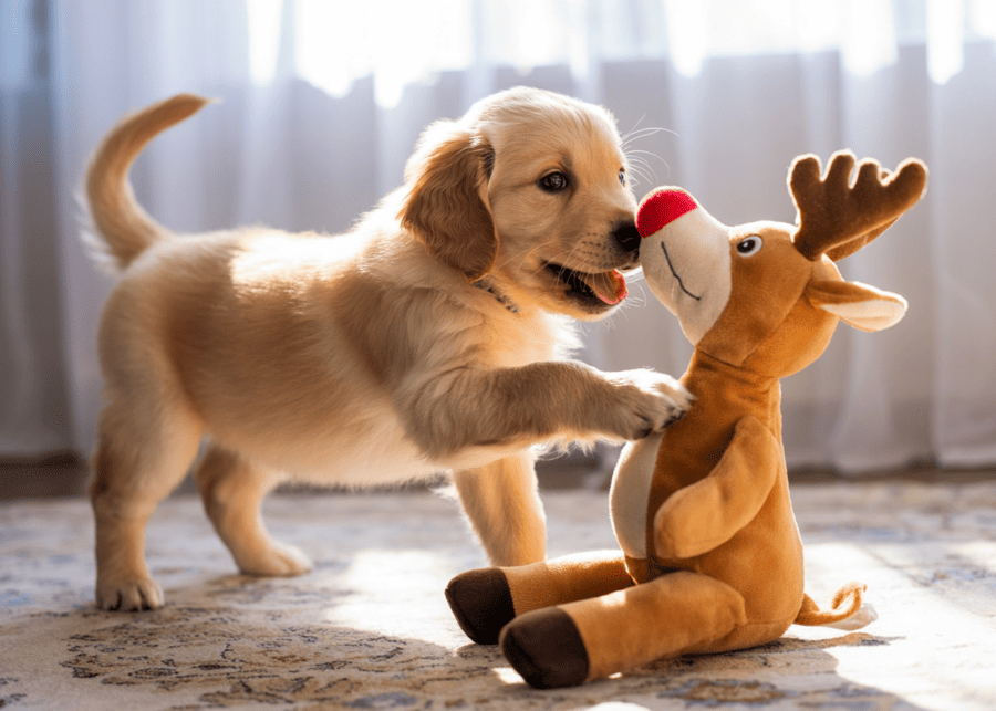 A dog playing with a festive Christmas-themed plush toy.