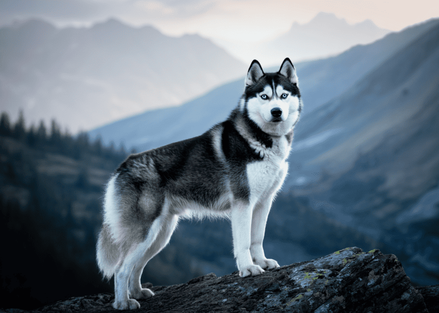 A confident dog exploring its surroundings
