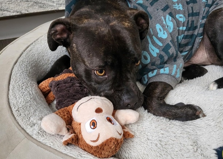 What Should You Look for in a Dog Toy Manufacturer?