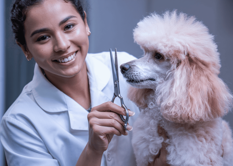 A professional pet groomer smiling while trimming a poodle's fur.