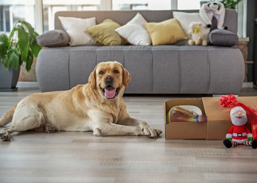 Two images side-by-side: a dog eagerly eating a treat, and the same dog enthusiastically playing with a plush toy.