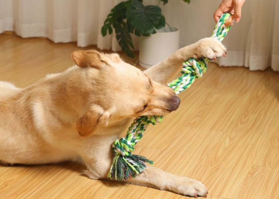 A person using a tug toy to reward a dog during a training session
