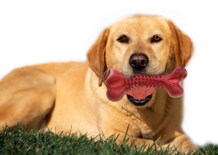 A large dog playing with a durable chew toy