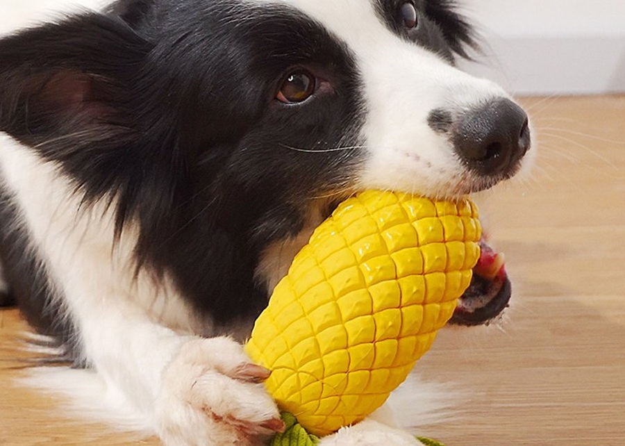 A large dog happily chewing on a safe nylon bone