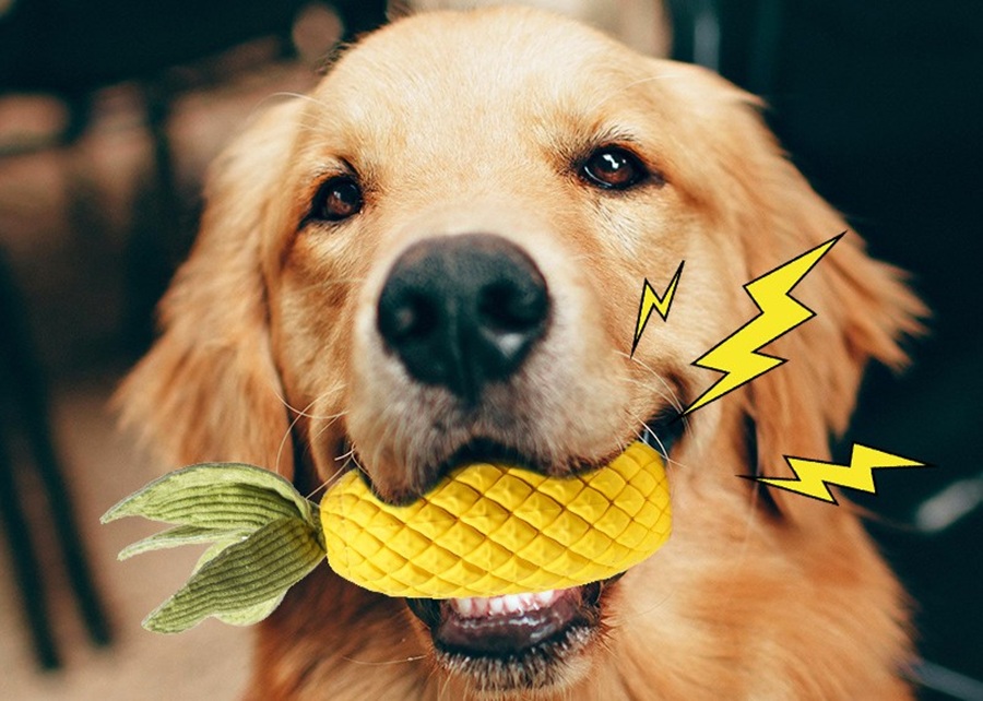 Close-up of durable rubber and nylon dog toy materials