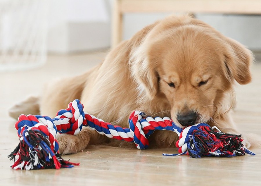 A person playing tug of war with a large dog using a rope toy