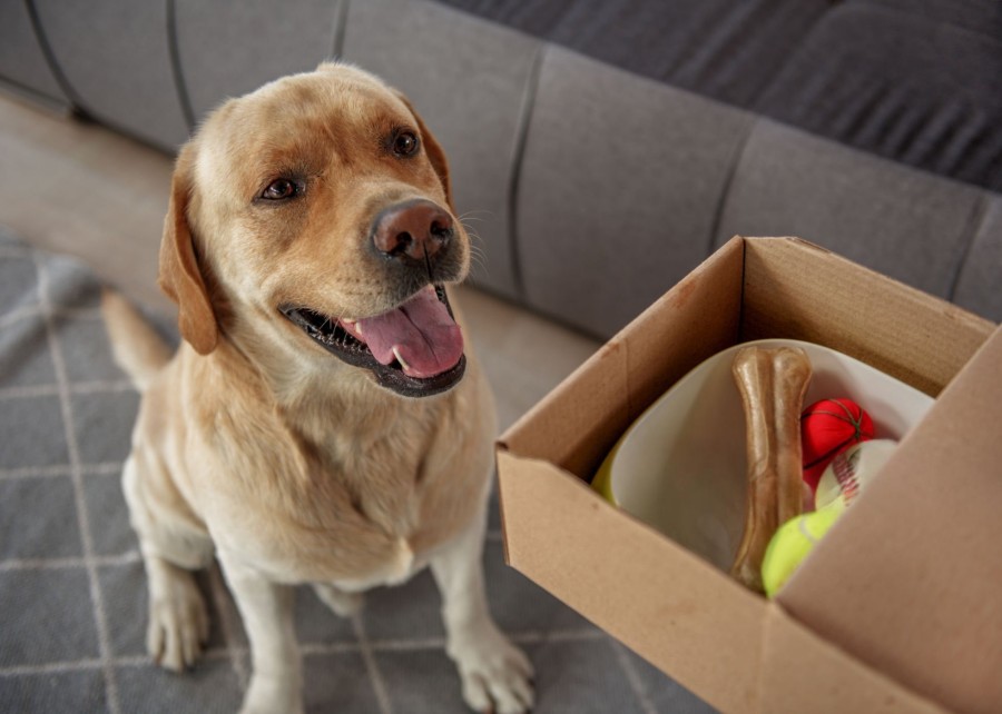 A happy dog playing with a new toy from a subscription box, with its owner watching fondly.