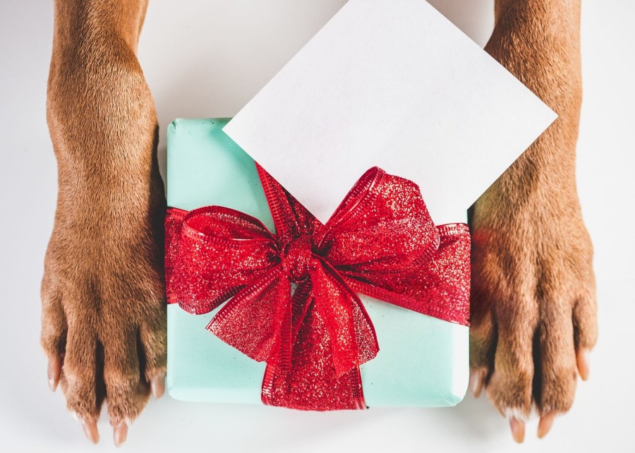 Pet Subscription Box Business Guide: Market Opportunities & Startup Tips
