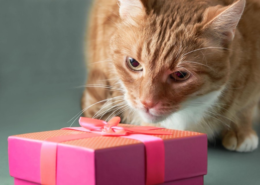 Three different subscription boxes side-by-side: one with a sleek, minimalist design; one with a fun, cartoonish theme; one with an eco-friendly, natural look.