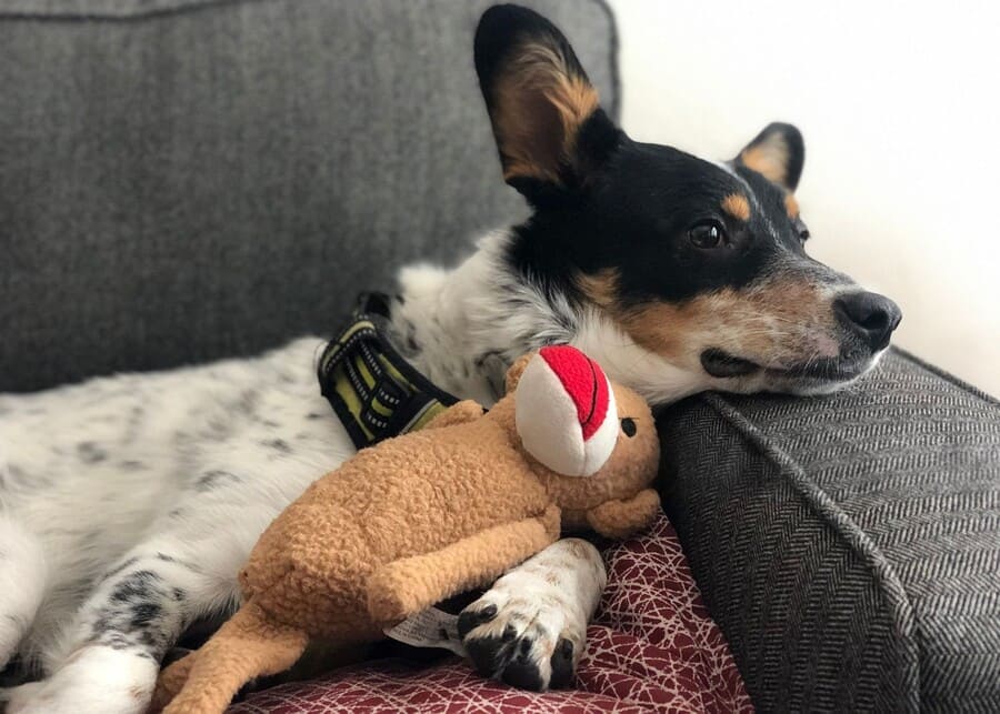 What Should Brands Know Before Manufacturing a Dog Toy with Toy Inside?