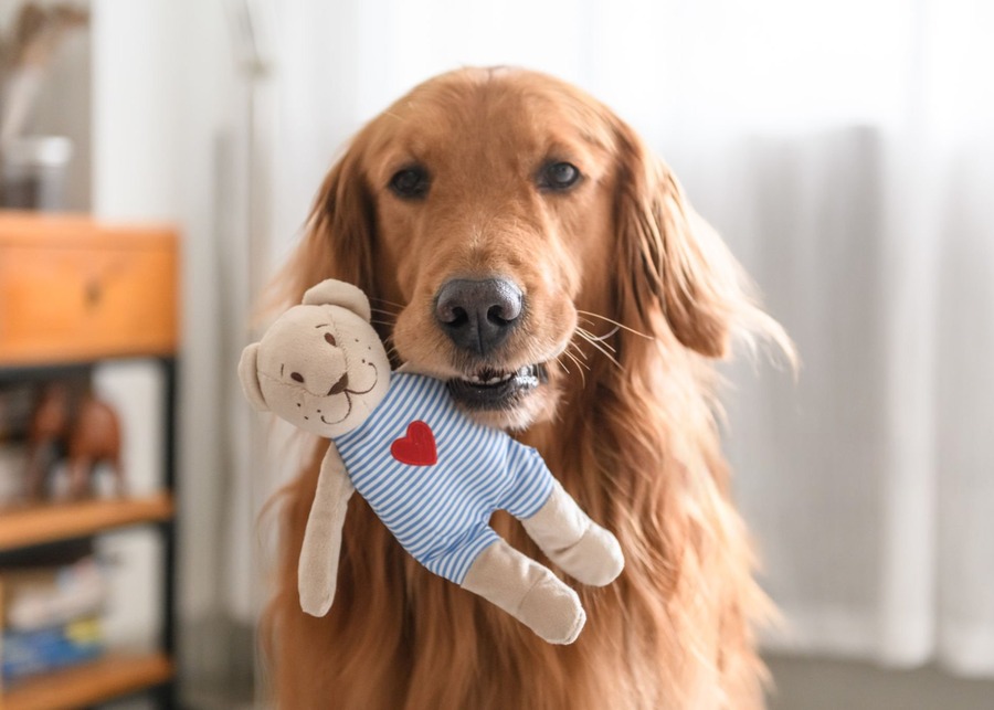 a golden retriever happily carrying a branded plush toy