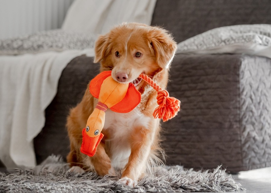 a collage showing the top 3 trends in dog plush toys: puzzle, eco-friendly, and character-based
