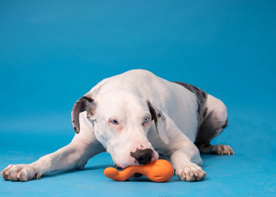 A large dog intensely chewing on a sturdy toy
