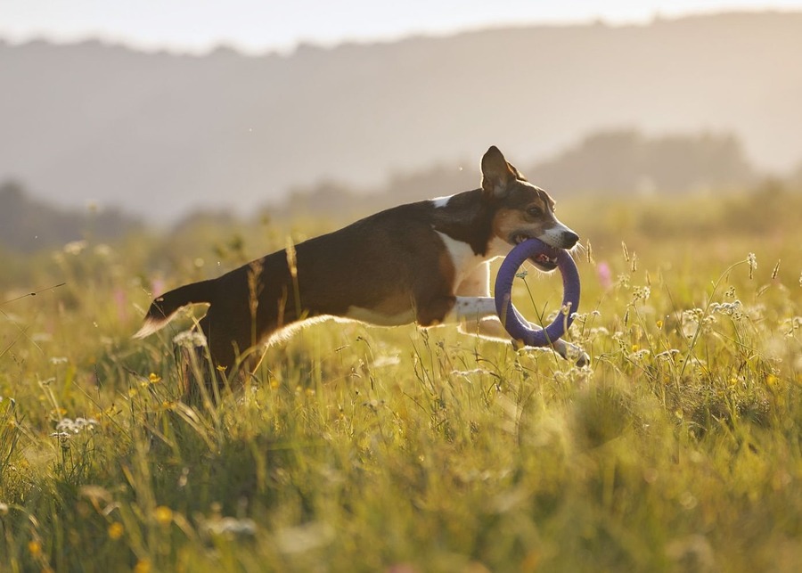 A chart showing the return on investment for wholesale dog toys