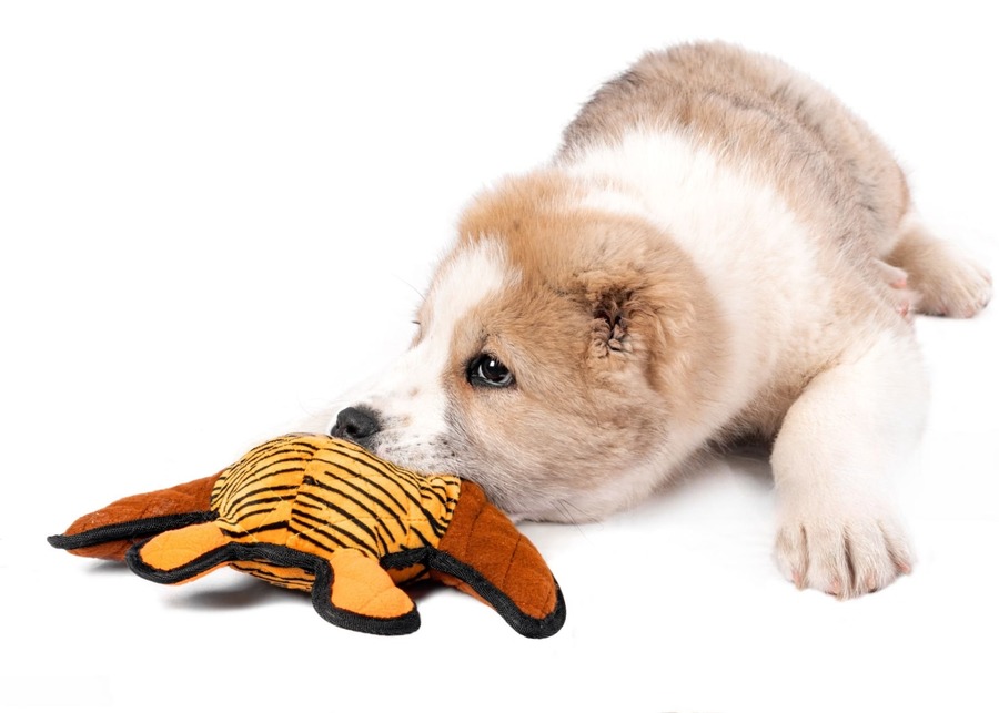 A dog looking thoughtful while playing with a puzzle-like squeaky toy