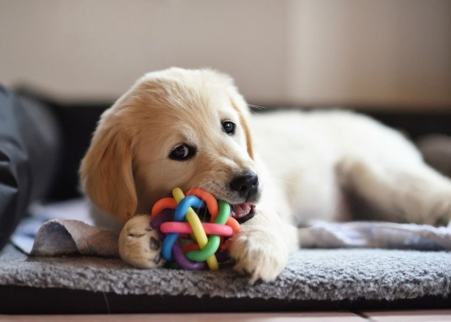 A happy puppy chewing on a rubber teething toy.