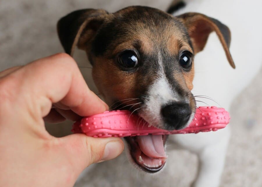 What Are The Best Teething Toys for Puppies?