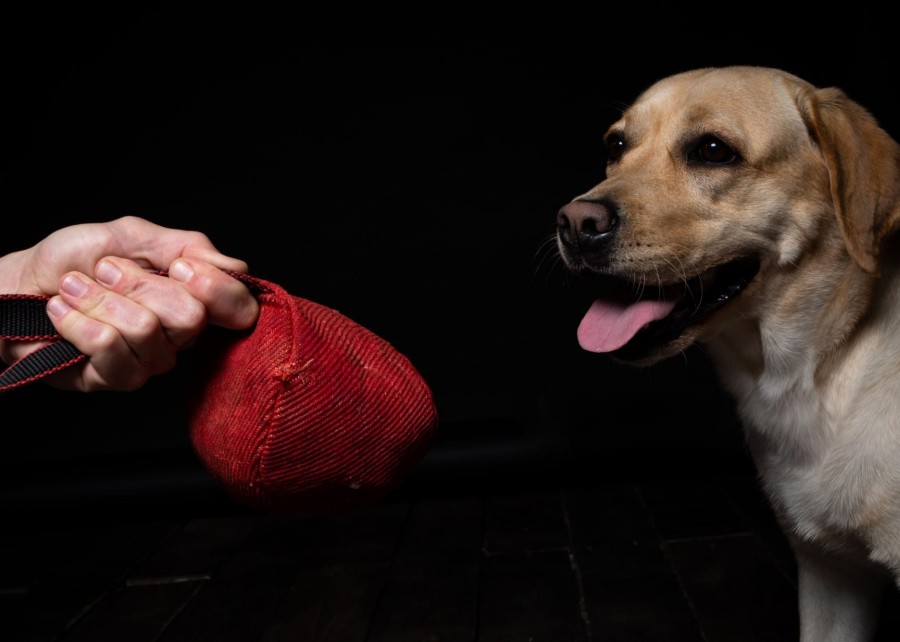 A person inspecting the seams of a dog toy