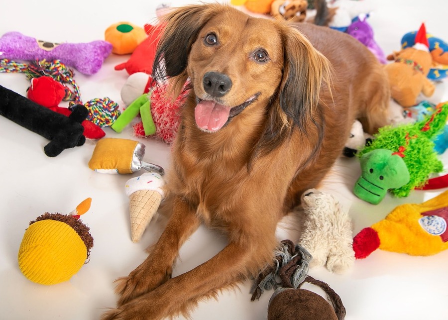 The Guide to Funny Dog Toys for Your Business (Design, Manufacturing, Profit)?