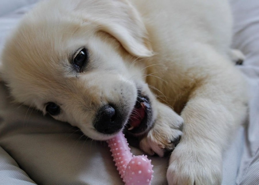 A calendar highlighting the 3-6 month period for puppy teething.