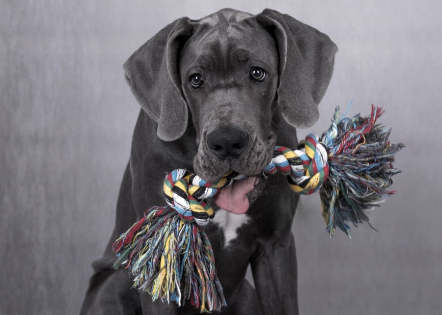 A large Great Dane next to an appropriately sized large toy