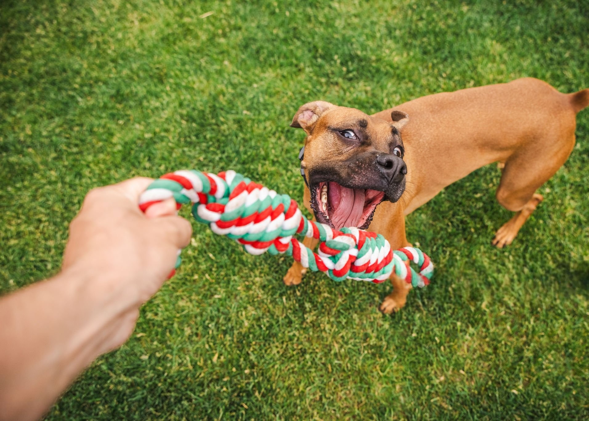 A collage of different high-quality materials for dog toys like firehose, jute, and plush.