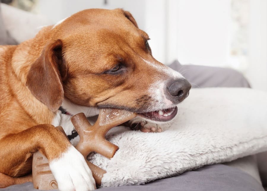 Different raw materials used for making durable dog toys and fabrics