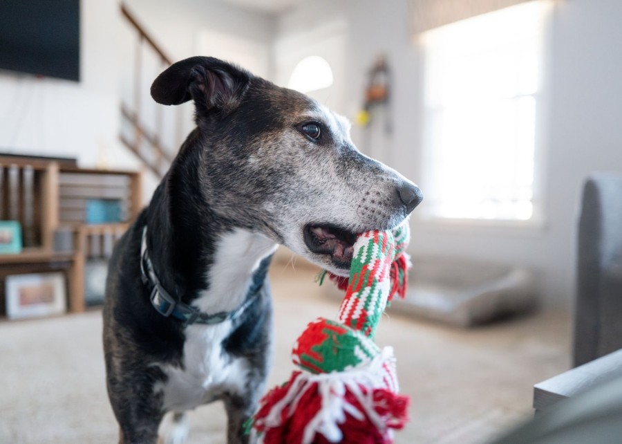 What is the safest type of toy for a destructive dog?