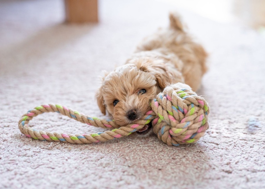 A diagram showing the reinforced stitching on a durable dog toy