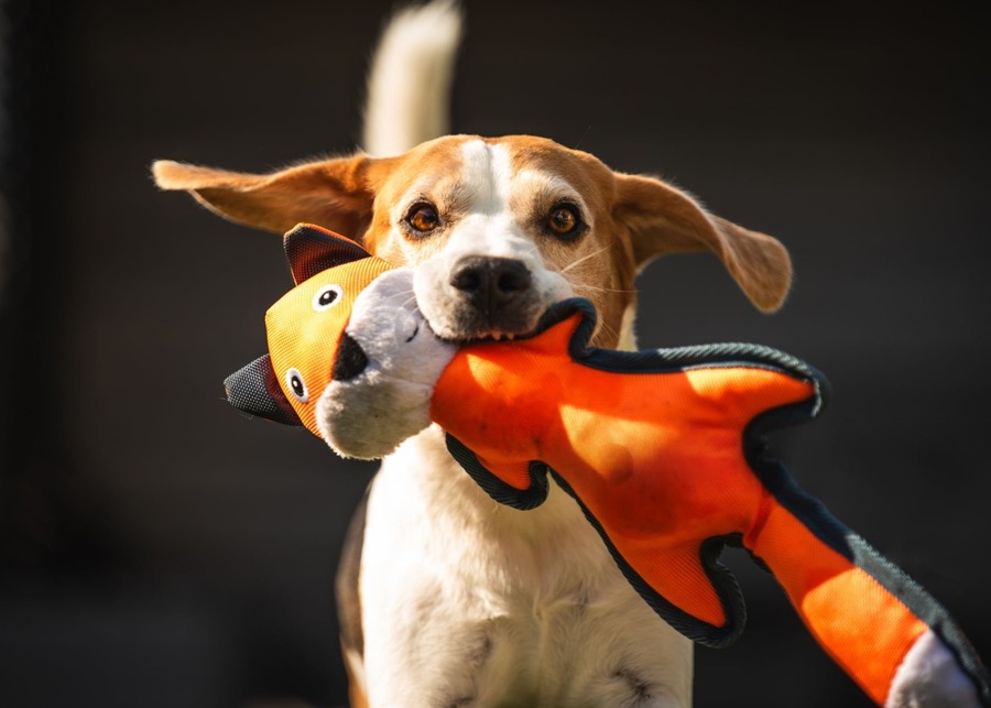 The Ultimate Guide to Dog Squeaky Toy Sounds: From Psychology to Safe Sourcing
