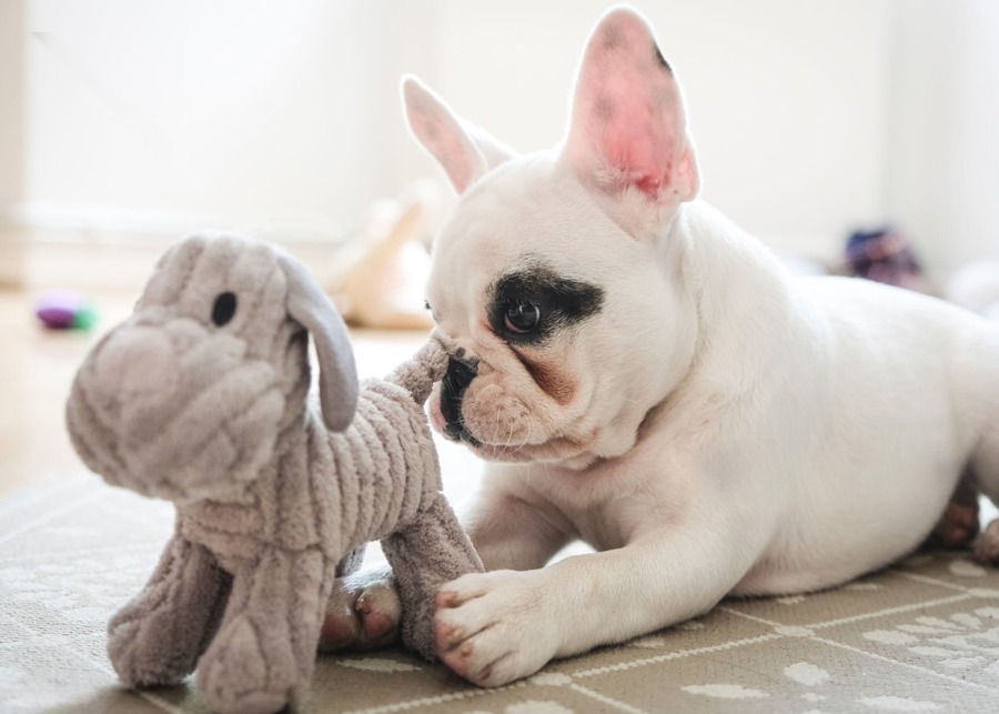 Toys for Small Dogs: A B2B Sourcing & Manufacturing Guide?