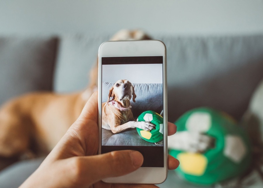 A dog playing with a funny parody toy, with its owner taking a photo for social media