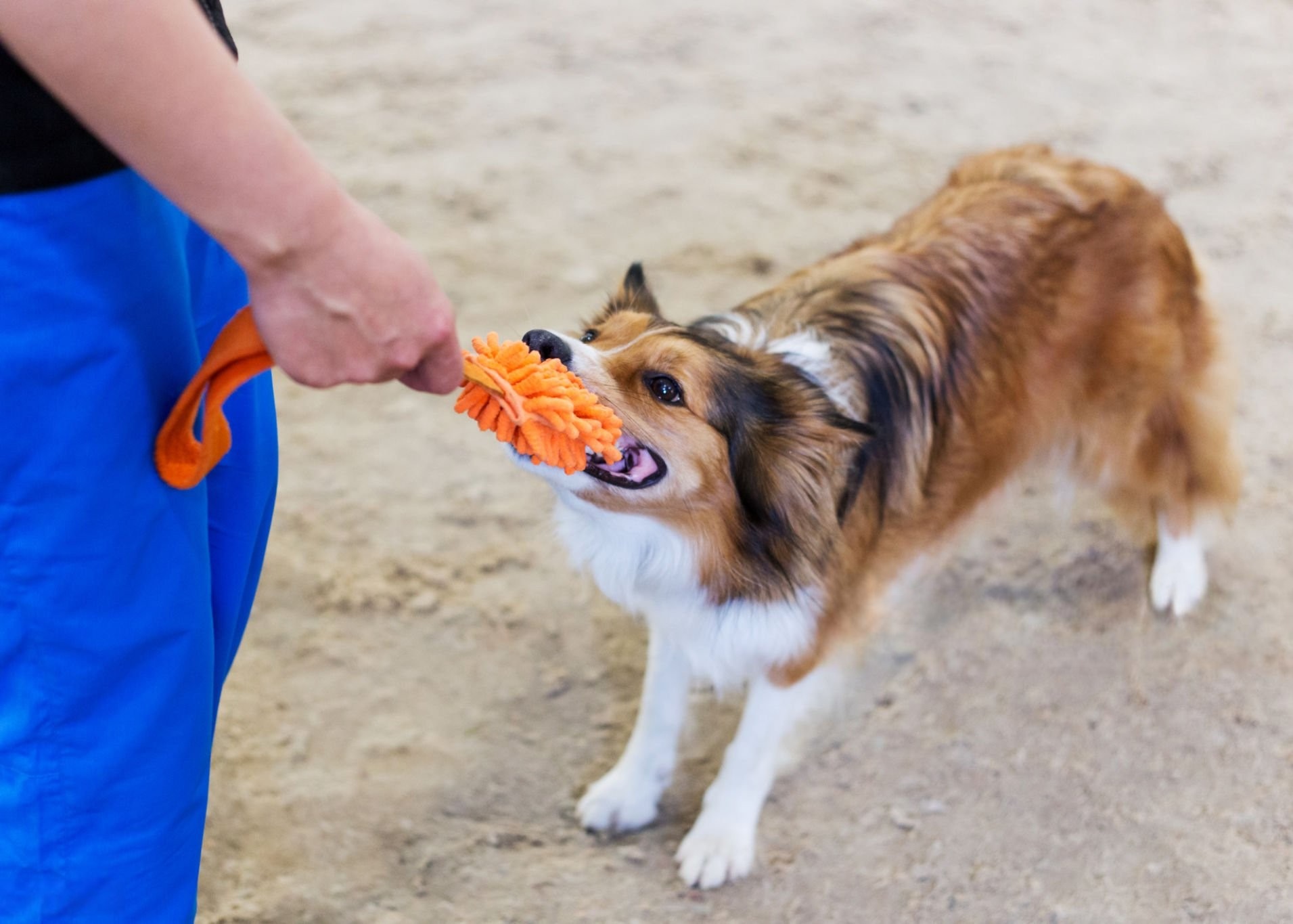 Chart showing the growth and stability of the pet toy market.