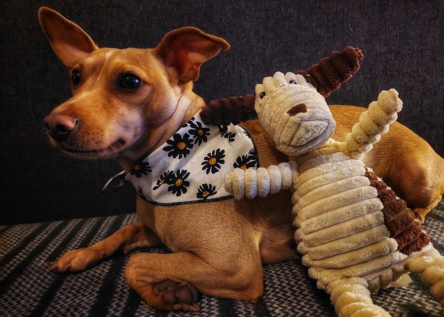 A dog tilting its head at the sound of a squeaky toy