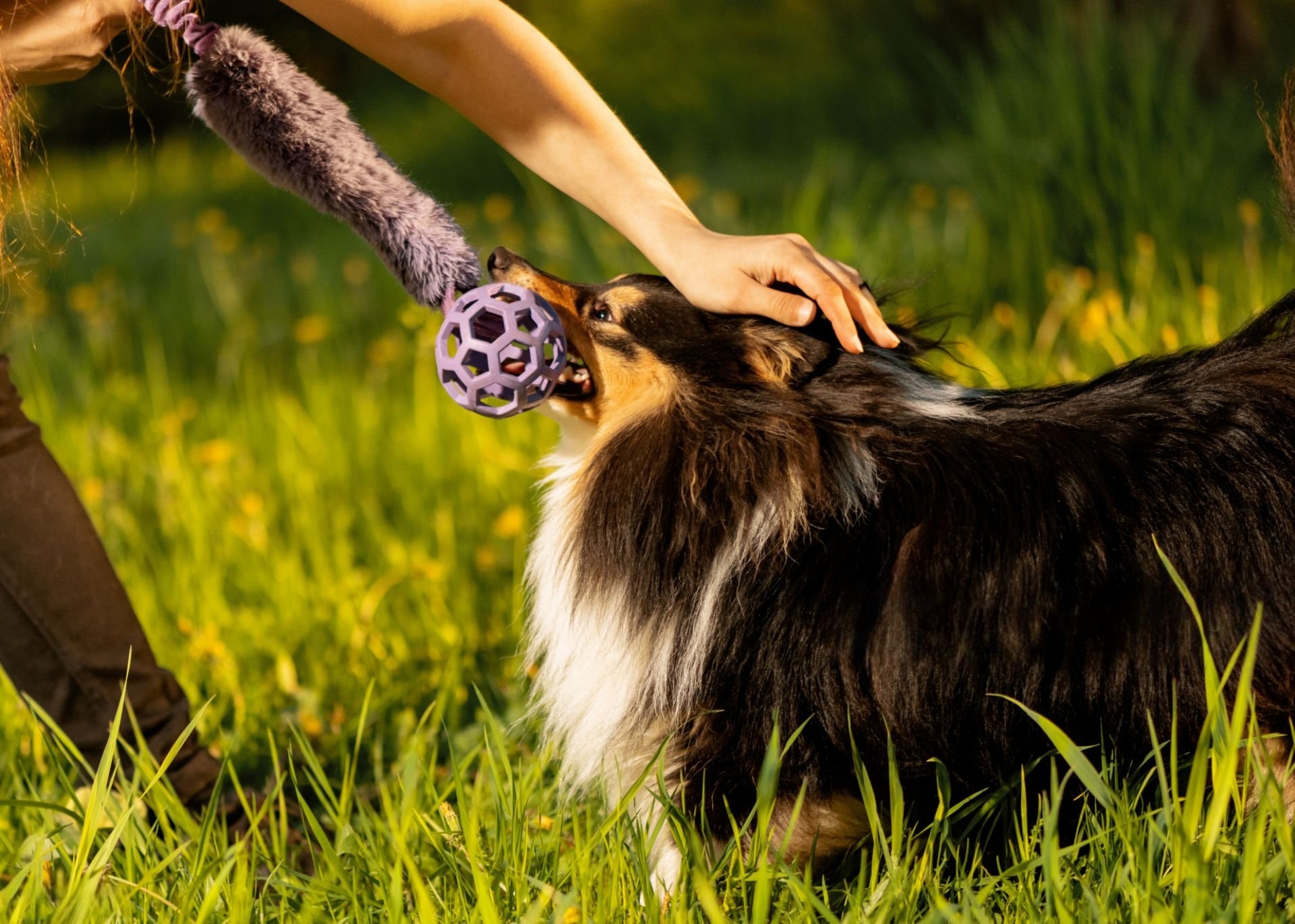 A happy dog playing tug-of-war with its owner.