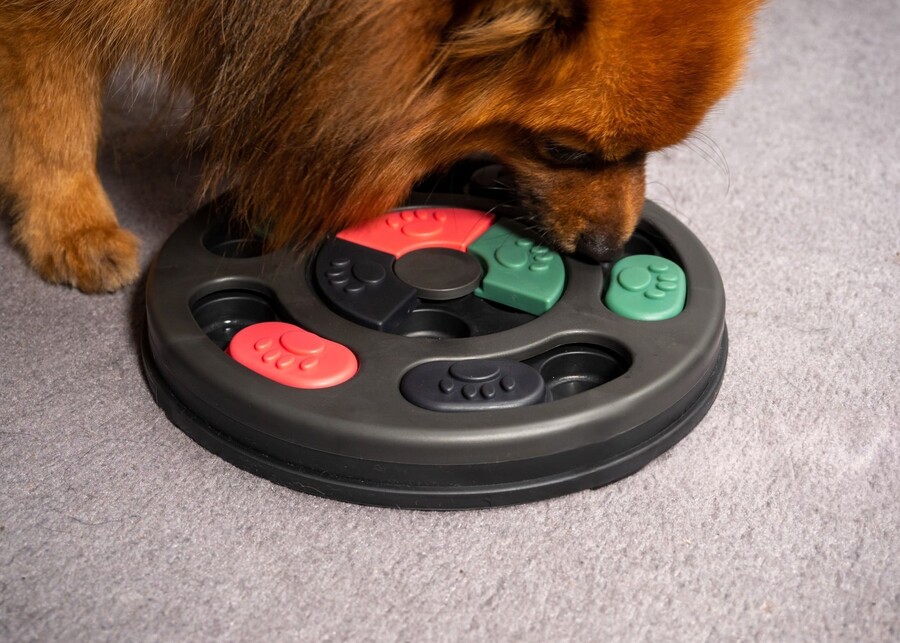 A modern, aesthetically pleasing puzzle toy for a small dog