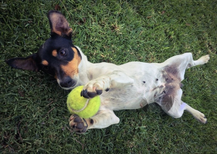 A happy dog playing with a safe, brightly colored tennis ball in a park.