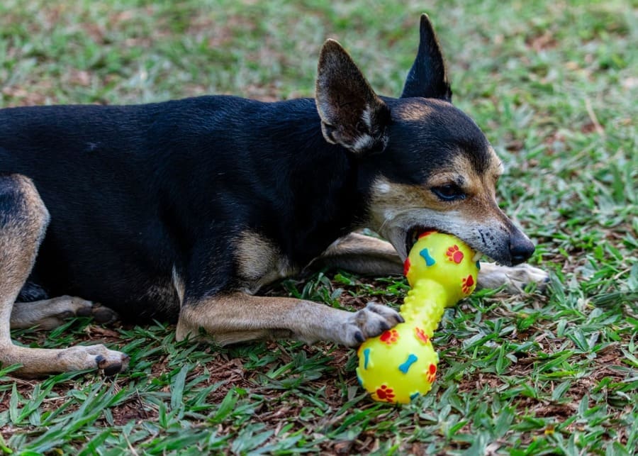Different raw materials for pet toys like TPR pellets and rubber