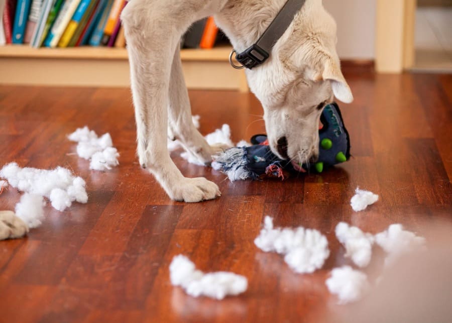 A dog has torn apart a plush toy, its cotton stuffing scattered on the floor.