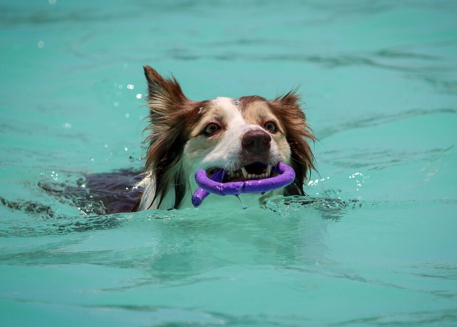 A Border Collie dog swimming happily with a purple floating ring chew toy.